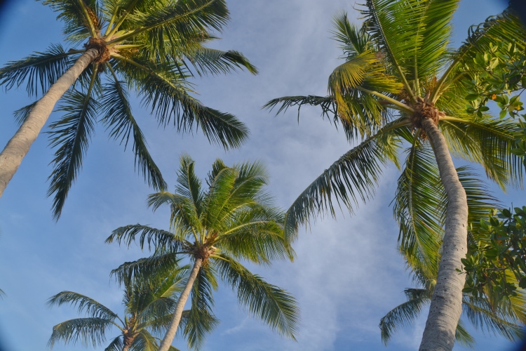 palms 